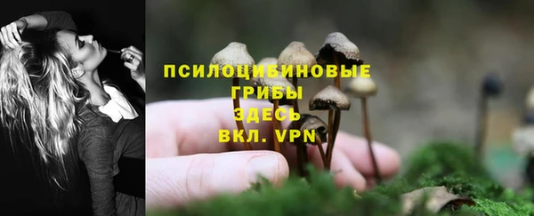 стаф Белокуриха